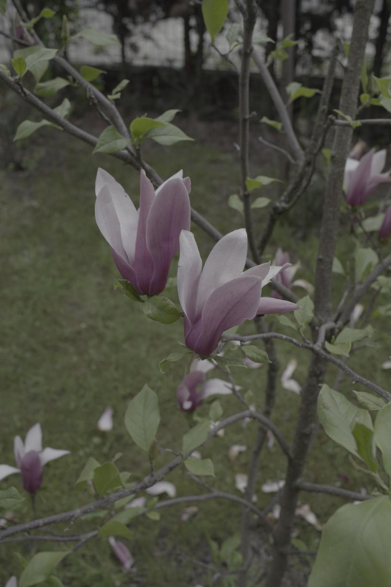 Pensiunea Magnolia Окна-Шугатаг Экстерьер фото